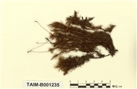 藏品(日本曲尾苔)的圖片